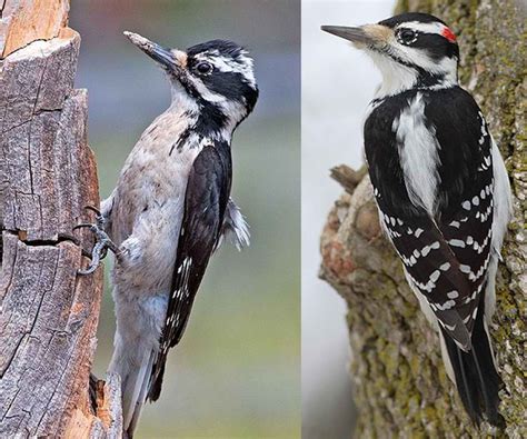 Hairy Woodpecker: Ross Biological Reserve:Purdue University