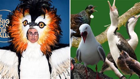 Bird of the Century result delayed after 'massive influx' of votes from John Oliver's ...