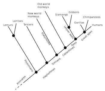 primate family tree summary - Delilah Samson