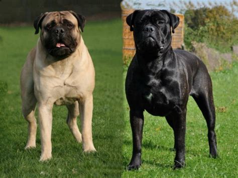 Gallery For > Black Bullmastiff