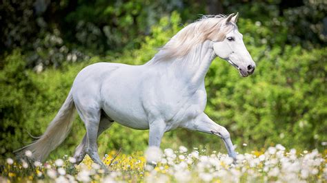 Andalusian horse: the looks, heritage and history of the Spanish breed