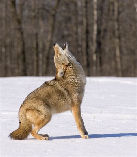 2+ Coyote howl Free Stock Photos - StockFreeImages