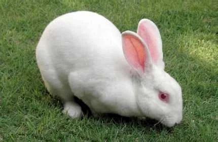 Rabbit Farming in Coimbatore | ID: 9907978562