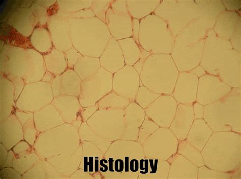 Histology Meaning