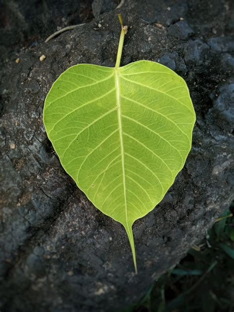 A leaf of sacred fig - PixaHive