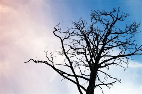 Black Leafless Tree on White Background Stock Image - Image of environment, background: 38185583