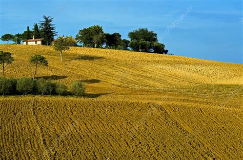 Farm, Tuscany, Italy - Stock Image - C028/7527 - Science Photo Library