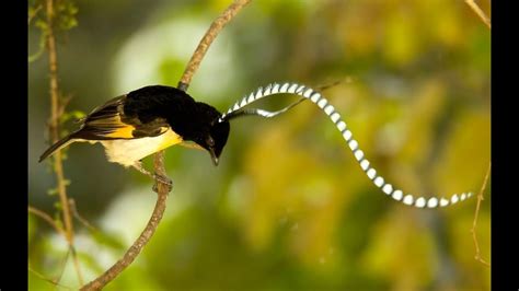 King of Saxony bird of paradise - Alchetron, the free social encyclopedia