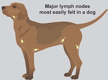 Lymph Nodes In Dogs - slideshare