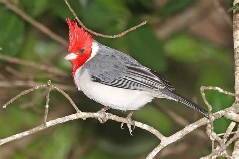9 Red-headed Birds in Hawaii (With Pictures) - Hawaii Bird Guide