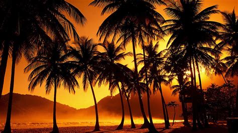 Palm Beach Wallpapers - Top Free Palm Beach Backgrounds - WallpaperAccess