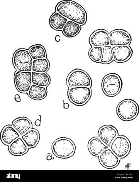 Gametangium hi-res stock photography and images - Alamy