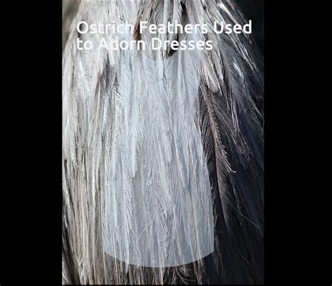 The Fascination for Ostrich Feathers