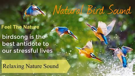 Natural Bird Sounds • Forest Birdsong • Relaxing Nature Sounds • Birds Chirping - YouTube