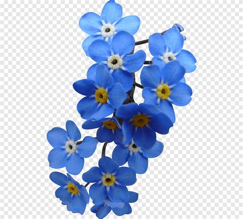 Sky Blue Flower Petal, flower, blue, color png | PNGEgg