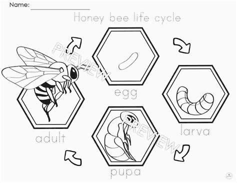 Bee Life Cycle Coloring Sheet