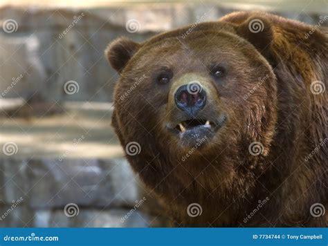 Grizzly Bear Showing Its Teeth Stock Photo - Image of growl, nature: 7734744