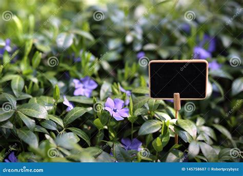 Common Periwinkle, Evergreen Ground Cover Plant. Gardening Stock Image - Image of flowers ...