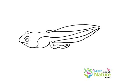 Tadpole Coloring Pages