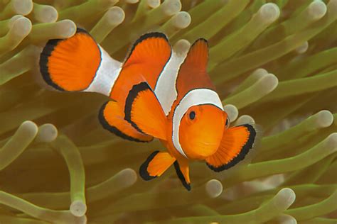 Clownfish Laying Eggs