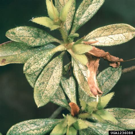 lace bugs (Genus Corythucha)