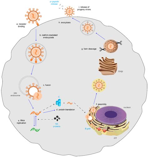 Dengue Virus (Serotypes 1-4) Antiviral Services - Creative Diagnostics