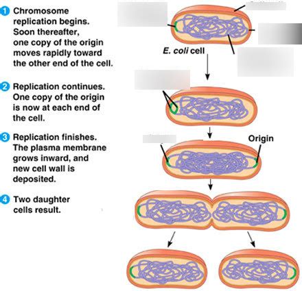 bacterial cell division by binary fission Diagram | Quizlet