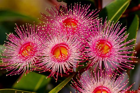 Eucalyptus Flowers Blossom - Free photo on Pixabay