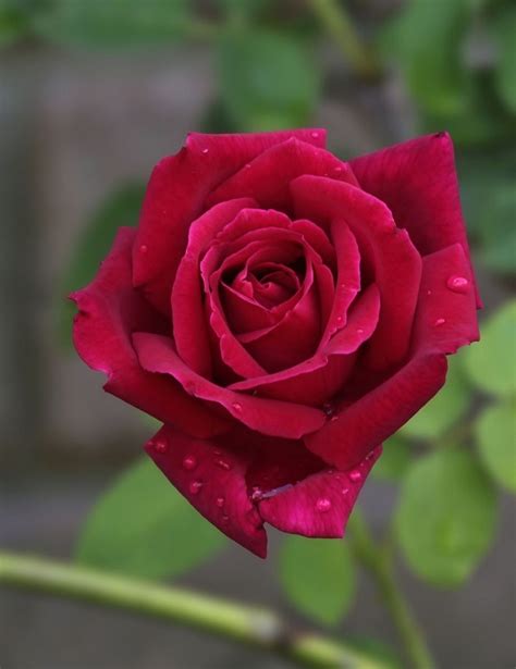 ⊱╮Natural elements. | Beautiful rose flowers, Beautiful flowers pictures, Flowers