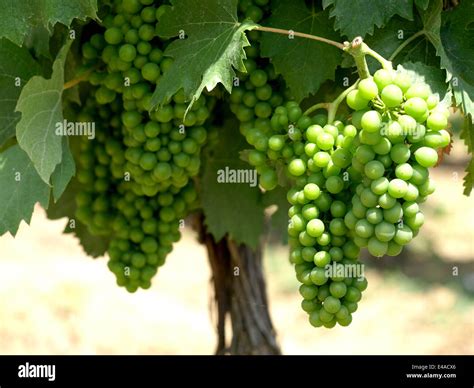 green grapes on the vine Stock Photo - Alamy