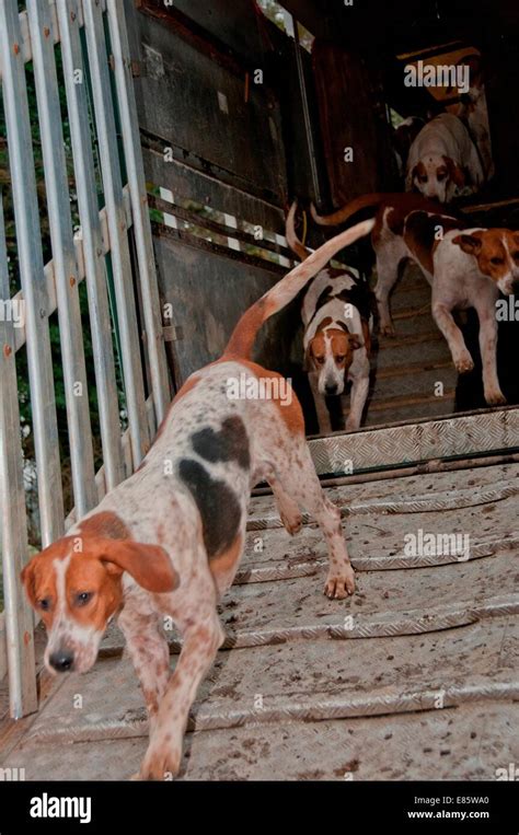 Pack of dogs Stock Photo - Alamy