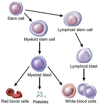 What is the Difference Between Progenitor and Precursor Cells - Pediaa.Com