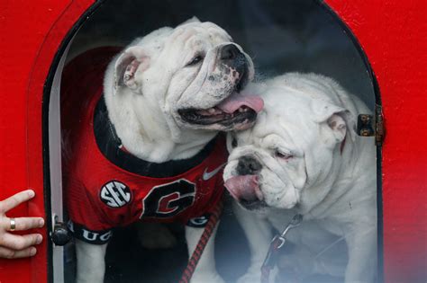 Uga XI, a puppy named Boom, was introduced at the Georgia spring game