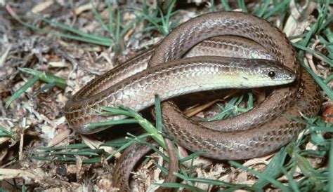 Striped Legless Lizard | Grasslands