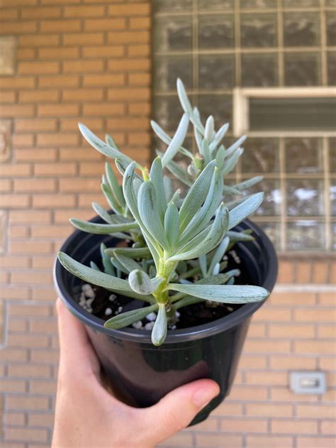 5 blue chalksticks potted curio repens succulent | Etsy