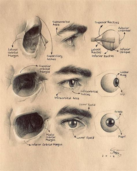 Eye Anatomy For Drawing - chartdevelopment