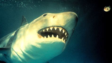 40 Years Ago, the 'Jaws' Franchise Jumped the Shark With 'Jaws 3-D'