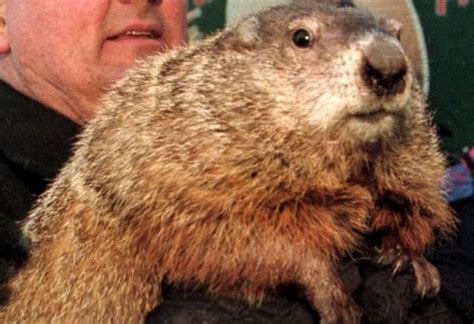 Groundhog Day Evolved From Early Festival Traditions - Guardian Liberty Voice