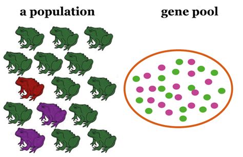 Gene Pool - Javatpoint