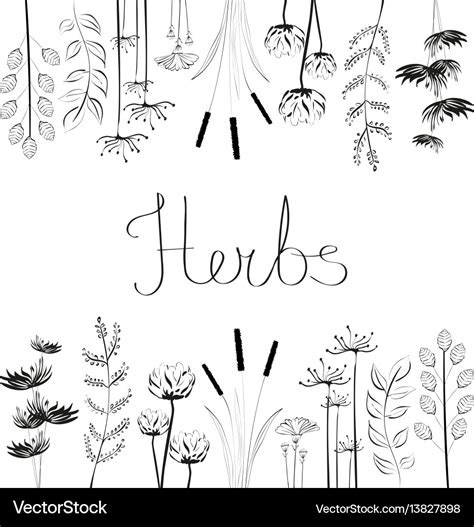 Hand drawn set with black and white herbs Vector Image