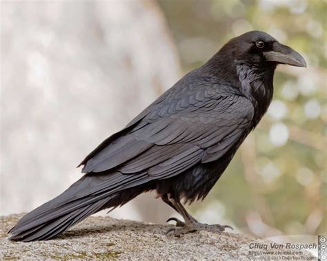 Common Raven - eBirdr