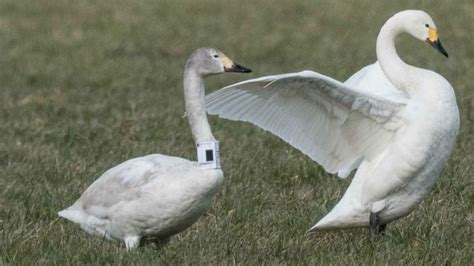 Climate change: Fewer wild swans returning to UK in winter - BBC News