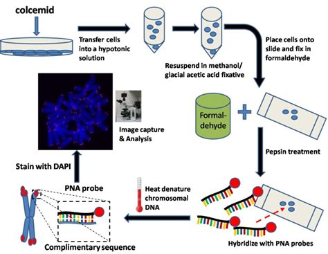 What is the Difference Between Oligonucleotide and Polynucleotide - Pediaa.Com