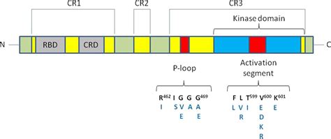 Gene of the month: BRAF | Journal of Clinical Pathology