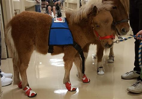 Mini Care | Tiny Mini Horses