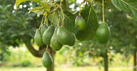 Best 5 Avocado Trees To Grow In Florida - PlantNative.org