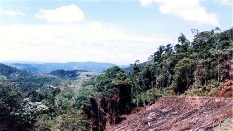 Brazil Deforestation Climbs 67% Through July as Gov't Attacks Data