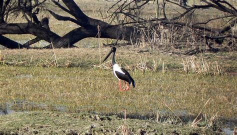 North India Bird Watching Tour Package - Alkof Holidays