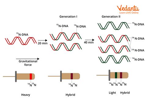 Meselson and Stahl Experiment - Results and Summary