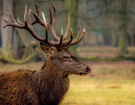 A Buck Deer with Huge Antlers Stock Image - Image of outdoors, autumn: 214940837